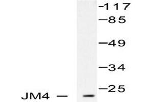 Image no. 1 for anti-PRA1 Domain Family, Member 2 (PRAF2) antibody (ABIN265488) (PRAF2 antibody)
