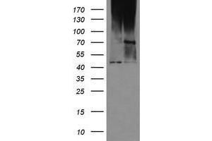 Image no. 1 for anti-Mab-21-Like 3 (MAB21L3) antibody (ABIN1497030) (MAB21L3 antibody)