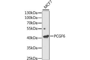 Western blot analysis of extracts of MCF7 cells, using PCGF6 antibody (ABIN2564409) at 1:1000 dilution. (PCGF6 antibody)