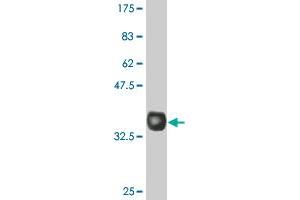 Western Blot detection against Immunogen (35. (GFRA1 antibody  (AA 32-119))