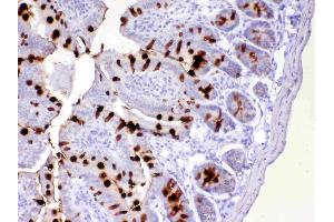 Immunohistochemistry (IHC) image for anti-Trefoil Factor 3 (Intestinal) (TFF3) (AA 23-81) antibody (ABIN5692886)