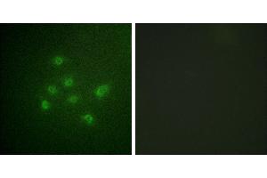 P-peptide - +Western blot analysis of extracts from HuvEc cells, using DAPK3 (Phospho-Thr265) antibody. (DAPK3 antibody  (pThr265))