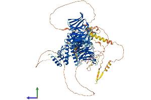 AlphaFold protein structure predicition of Human Recombinant HIRA Protein, UniprotID P54198 (HIRA Protein (AA 1-1017) (His tag))