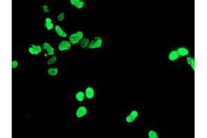 Anti-HOXC11 mouse monoclonal antibody (ABIN2454336) immunofluorescent staining of COS7 cells transiently transfected by pCMV6-ENTRY HOXC11 (RC201475). (HOXC11 antibody  (AA 1-304))