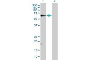 Western Blot analysis of TGFB1 expression in transfected 293T cell line by TGFB1 MaxPab polyclonal antibody.