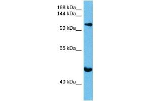 Host:  Mouse  Target Name:  KIF23  Sample Tissue:  Mouse Brain  Antibody Dilution:  1ug/ml (KIF23 antibody  (N-Term))