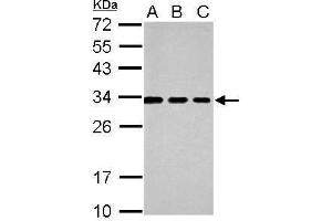 Tetraspanin 3 antibody