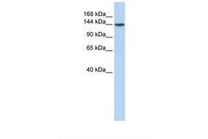 Image no. 1 for anti-ATPase, Class VI, Type 11B (ATP11B) (AA 144-193) antibody (ABIN6738302) (ATP11B antibody  (AA 144-193))