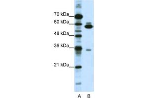 Western Blotting (WB) image for anti-Zinc Finger Protein 446 (ZNF446) antibody (ABIN2461885) (ZNF446 antibody)