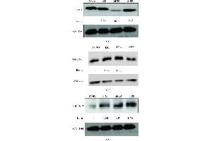 Western Blotting (WB) image for anti-Glyceraldehyde-3-Phosphate Dehydrogenase (GAPDH) antibody (ABIN2857072)