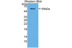 Western Blotting (WB) image for anti-Netrin 4 (NTN4) (AA 349-592) antibody (ABIN7434176)