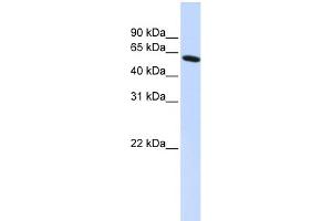 WB Suggested Anti-PDLIM5 Antibody Titration:  0. (PDLIM5 antibody  (N-Term))