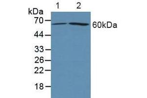 Western blot analysis of (1) Human 293T cells and (2) Human HeLa cells. (PTGS2 antibody  (AA 418-589))