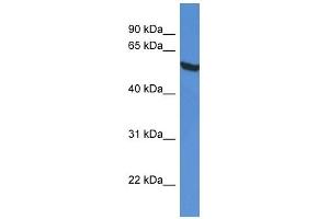Western Blot showing GPI antibody used at a concentration of 1 ug/ml against HepG2 Cell Lysate (GPI antibody  (C-Term))