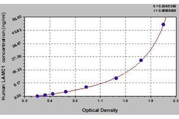 Laminin gamma 1 ELISA Kit