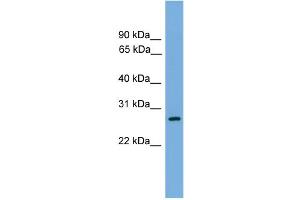 WB Suggested Anti-ATPAF1 Antibody Titration: 0. (ATPAF1 antibody  (N-Term))