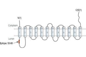 anti-Solute Carrier Family 18 (Vesicular Monoamine Transporter), Member 2 (SLC18A2) (1st Lumenal Region), (AA 53-66) antibody