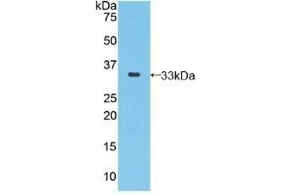 SEPP1 Antikörper  (AA 60-274)