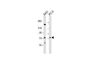 All lanes : Anti-NGEF Antibody (C-term) at 1:2000 dilution Lane 1: A431 whole cell lysates Lane 2: PC-3 whole cell lysates Lysates/proteins at 20 μg per lane. (NGEF antibody  (C-Term))