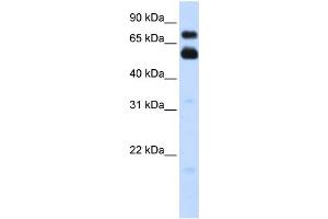 WB Suggested Anti-VISA Antibody Titration:  0.