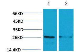 Western Blotting (WB) image for anti-14-3-3 epsilon (YWHAE) antibody (ABIN3188035) (YWHAE antibody)