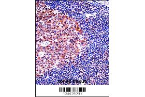 MCM4 Antibody immunohistochemistry analysis in formalin fixed and paraffin embedded human tonsil tissue followed by peroxidase conjugation of the secondary antibody and DAB staining.