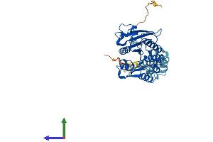 AlphaFold protein structure predicition of Human Recombinant ABHD12 Protein, UniprotID Q8N2K0