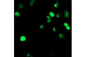 Anti-METT10D mouse monoclonal antibody (ABIN2455777) immunofluorescent staining of COS7 cells transiently transfected by pCMV6-ENTRY METT10D (RC208648). (METTL16 antibody)