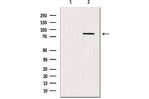 Western blot analysis of extracts from 3T3, using BBS10 antibody. (BBS10 antibody  (Internal Region))