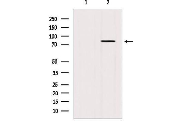 BBS10 antibody  (Internal Region)