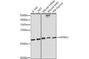 Western blot analysis of extracts of various cell lines, using HSPB11 Rabbit pAb (ABIN7267591) at 1:1000 dilution. (HSPB11 antibody)