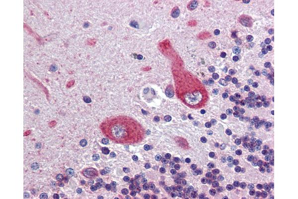 Ankyrin G antibody  (AA 1690-1701)