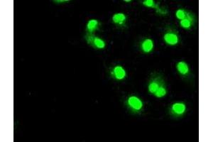 Anti-SLC2A5 mouse monoclonal antibody (ABIN2452373) immunofluorescent staining of COS7 cells transiently transfected by pCMV6-ENTRY SLC2A5 (RC200418). (SLC2A5 antibody)