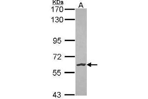 Western Blotting (WB) image for anti-Nemo-Like Kinase (NLK) antibody (ABIN2856544)