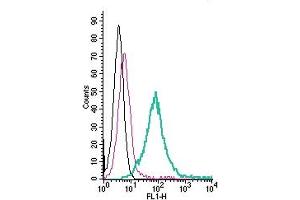 Cell surface detection of CD73 by direct flow cytometry in live intact human Burkitt's lymphoma Daudi cells:___ Cells.