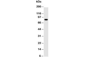 Western blot testing of NLRP4G antibody and mouse ovary tissue lysate (NLRP4G antibody  (AA 704-721))