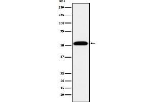 Western blot analysis of TEAD1 expression in 293T cell lysate. (Recombinant TEAD1 antibody)