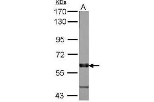 MPP6 antibody  (N-Term)
