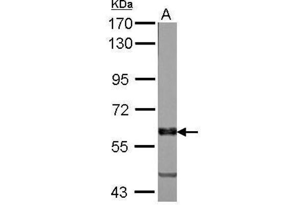 MPP6 Antikörper  (N-Term)