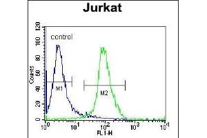 ELMO2 Antibody (Center) (ABIN655058 and ABIN2844687) flow cytometric analysis of Jurkat cells (right histogram) compared to a negative control cell (left histogram).