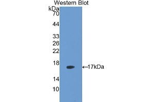 Western Blotting (WB) image for anti-Lectin, Galactose Binding, Soluble 5 (LGALS5) (AA 1-145) antibody (ABIN1171873) (Lectin, Galactose Binding, Soluble 5 (LGALS5) (AA 1-145) antibody)