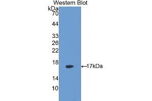 Western Blotting (WB) image for anti-Lectin, Galactose Binding, Soluble 5 (LGALS5) (AA 1-145) antibody (ABIN1171873)