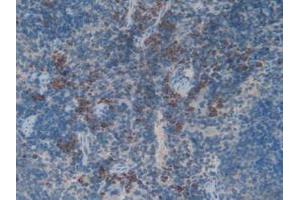 IHC-P analysis of Rat Spleen Tissue, with DAB staining. (Myeloperoxidase antibody  (AA 134-263))