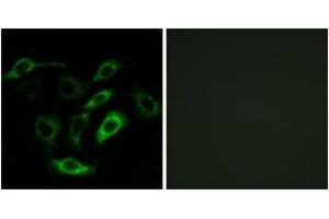 Immunofluorescence analysis of A549 cells, using PTGDR Antibody. (PTGDR antibody  (AA 263-312))