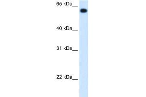 WB Suggested Anti-ALDH4A1 Antibody Titration:  1. (ALDH4A1 antibody  (C-Term))