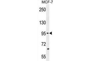 PCDH20 Antibody (Center) western blot analysis in MCF-7 cell line lysates (35µg/lane). (PCDH20 antibody  (Middle Region))