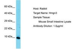 Image no. 1 for anti-High Mobility Group Nucleosomal Binding Domain 3 (HMGN3) (AA 41-90) antibody (ABIN6750471) (HMGN3 antibody  (AA 41-90))