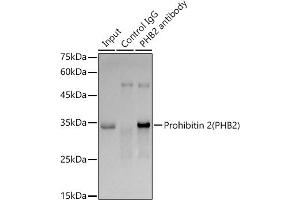 Immunoprecipitation analysis of 300 μg extracts of SKOV3 cells using 3 μg Prohibitin 2 (PHB2) antibody (ABIN7269545).