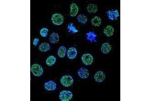 Confocal immunofluorescent analysis of KRBA2 Antibody (Center)(Cat#AP52406PU-N) with 293 cell followed by Alexa Fluor 488-conjugated goat anti-rabbit lgG (green). (KRBA2 antibody  (Middle Region))