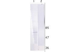 WB analysis of Huh-7 cell line expressing NS5B protein. (HCV 1b NS5B antibody  (AA 92-105))